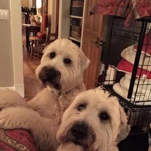 Meet your Posher, Dinah